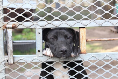 It's raining cats and dogs at Knysna Animal Welfare
