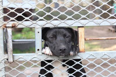 It's raining cats and dogs at Knysna Animal Welfare