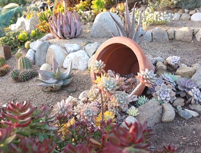 How to start and manage succulent gardens