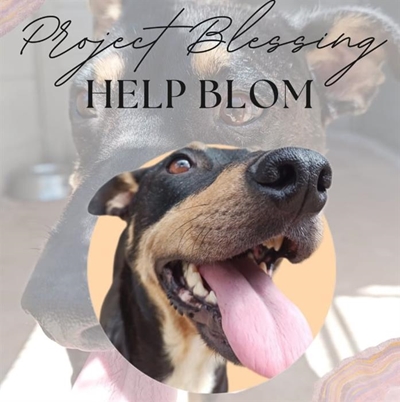 Please help good-natured Blom