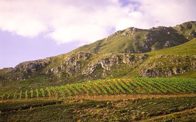 SA Expects smaller wine grape crop as harvest commences