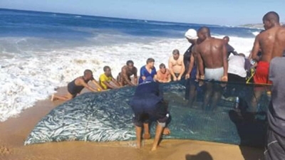 South Coast fishermen overjoyed by bumper sardine run