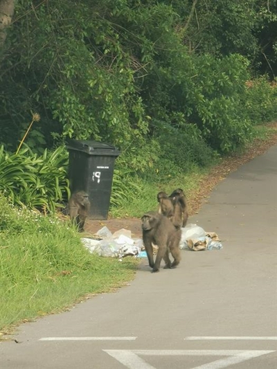 Ward councillor answers to baboon saga questions