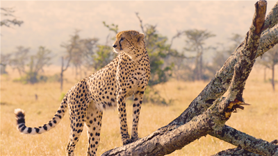 The world's fastest land animal is fast approaching extinction 