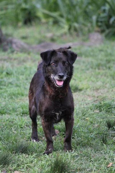 Raffle to support Odin's animals