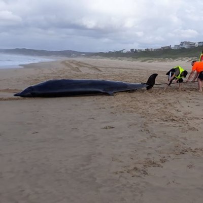 2 Beaked Whales Beach At Little Brak Mossel Bay Advertiser 2 Beaked Whales Beach At Little Brak