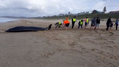 2 beaked whales beach at Little Brak