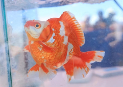 Swellendam koi takes the show crown