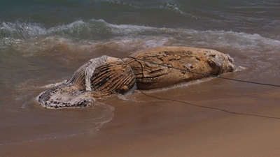 Walvis karkas verdwyn en verskyn