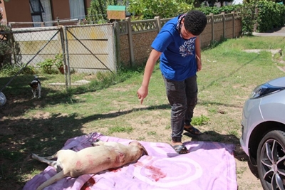 Aanklaer beslis oor hond se skietdood