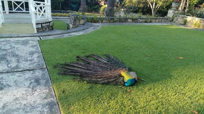 9 peacocks poisoned in Heatherlands