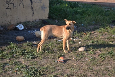 Pet vaccination service in Riversdale 
