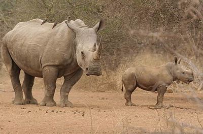 SA records slight increase in rhino poaching