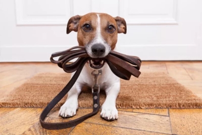 Where have all the dog walkers gone?