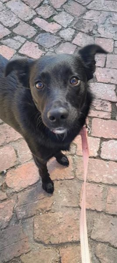 Dogs for adoption at Odin