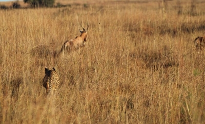 ‘Missing’ Rietvlei cheetah spotted in the nature reserve
