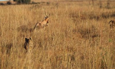 ‘Missing’ Rietvlei cheetah spotted in the nature reserve