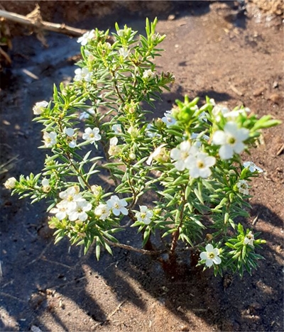 Plant vir die nageslag