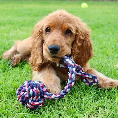 Animal Antics: Meet Cooper