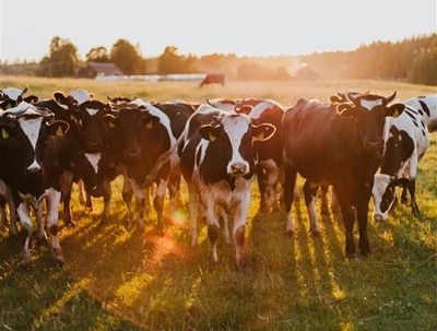 Steenhuisen appoints industry council to strengthen FMD response