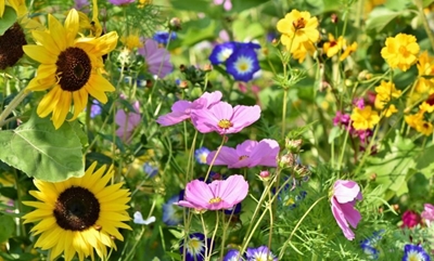 Don’t be scared of seeds!