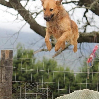 Fun dog show in aid of Odin