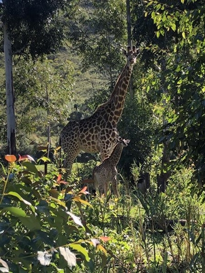 New baby at nature reserve