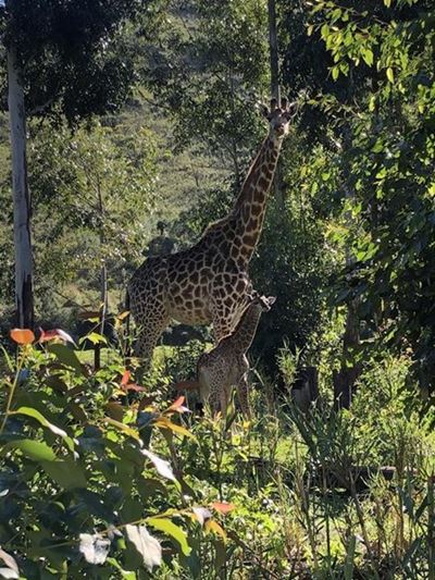 New baby at nature reserve