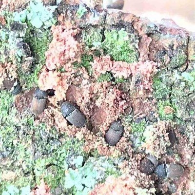 Tree-killing beetle an ecological threat