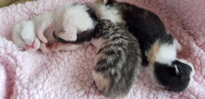 Newborn kittens rescued from dustbin