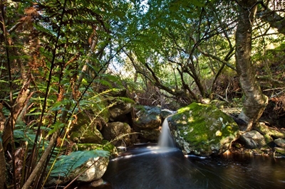CapeNature celebrates World Plant Day