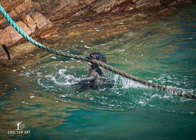 Seal euthanised after aggressive behaviour