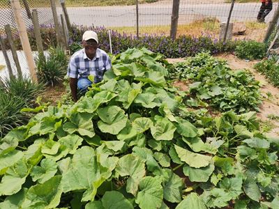 'As jy nie kan bou nie, plant'