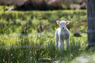 How best to feed lambs and ewes