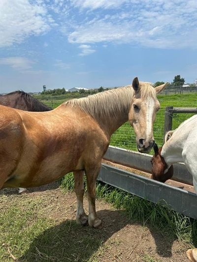 These horses need a loving home