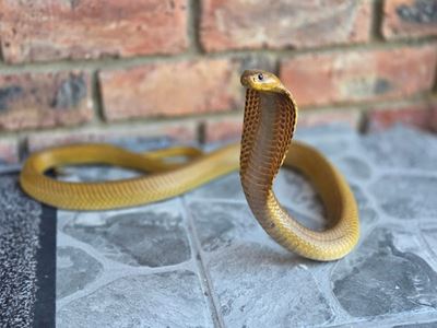 Cape cobra found at De Bakke home