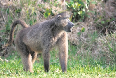 Baboon parties no picnic