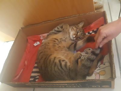 Kolonel Tiger steeds baas van die plaas