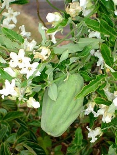Alien invasive plants: Moth catcher