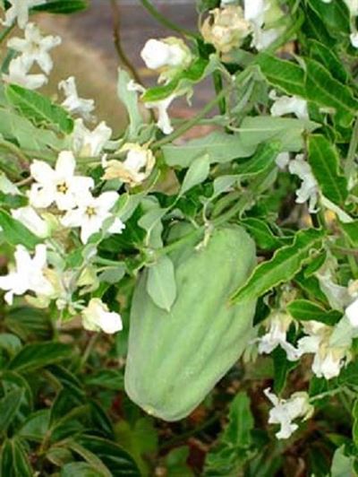 Alien invasive plants: Moth catcher