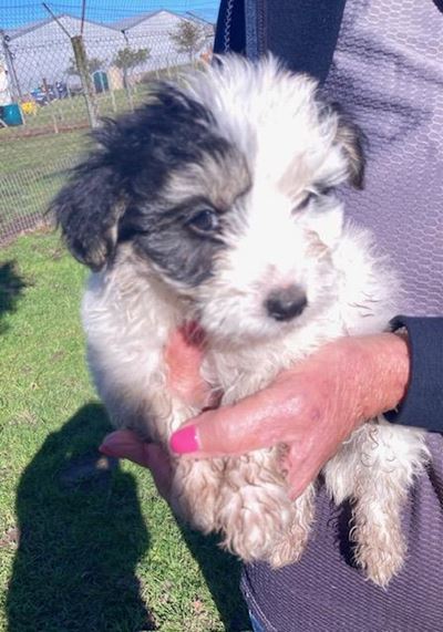 SPCA adoptions