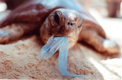 Death by plastic awaits us all