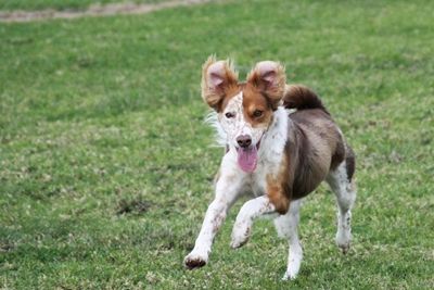 SPCA dogs play by day and cosy up by night