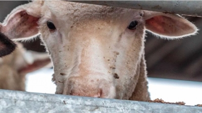 Convenience trumps animal welfare, NSPCA hears on live export case