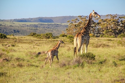 A family safari adventure at Shamwari Private Game Reserve