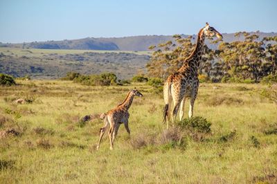 A family safari adventure at Shamwari Private Game Reserve