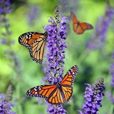 City Nature Challenge 
