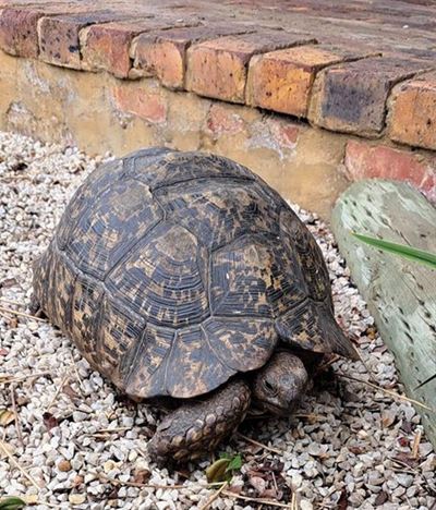 Three-legged tortoise highlights plight of illegal pets