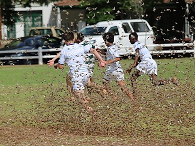 Locusts a tough challenge at rugby derby
