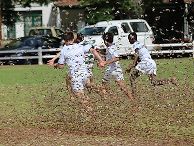 Locusts a tough challenge at rugby derby